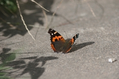Vanessa indica