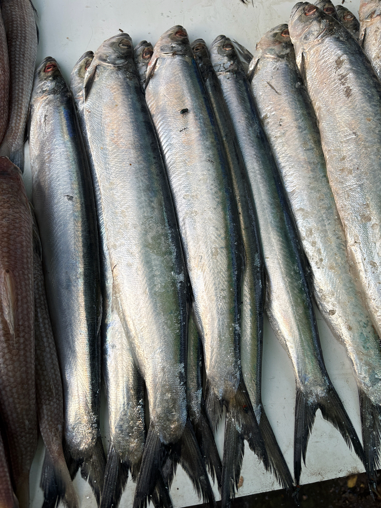 Blackfin wolf herring (Chirocentrus dorab) — Chirocentridae