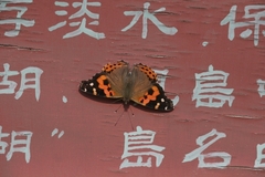 Vanessa indica