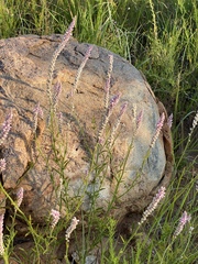 Hermbstaedtia fleckii