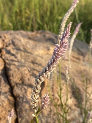 Hermbstaedtia fleckii