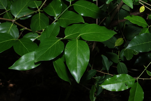 Large-leaved Canthium (Psydrax lamprophyllus)