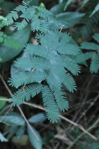 Mimosa bimucronata (Mimosa bimucronata)