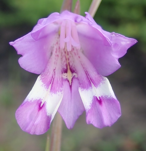 Riversdale Bluebell (Gladiolus rogersii)