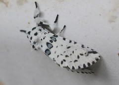 Kamalia australis