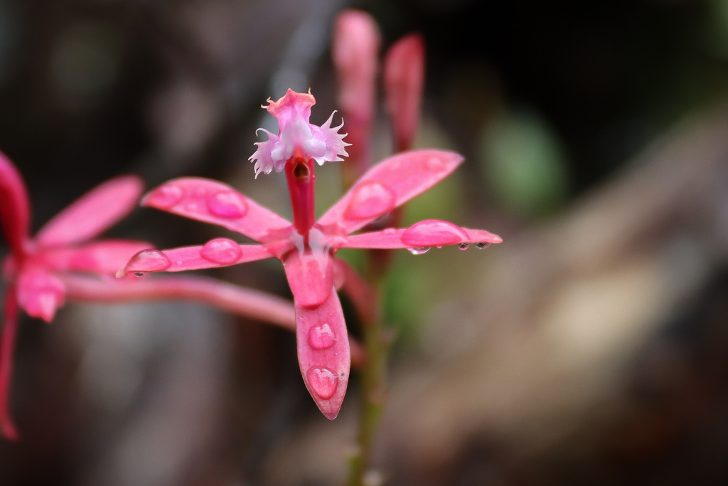 Epidendrum acutilobum Hágsater & Uribe Vélez