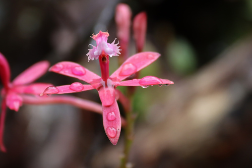 Epidendrum acutilobum Hágsater & Uribe Vélez 2