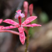Epidendrum acutilobum Hágsater & Uribe Vélez 4