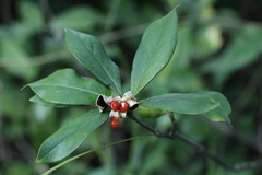 Pittosporum glabratum, photograph author not stated, no rights reserved