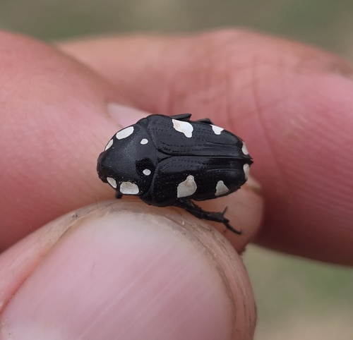 Savanna White-spotted Fruit Chafer
