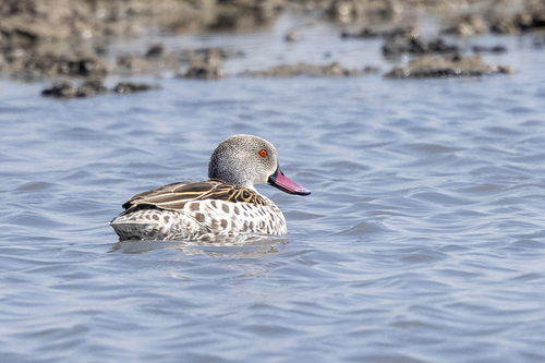 iNaturalist: (c) Niall Perrins, some rights reserved (CC BY-NC), uploaded by Niall Perrins iNaturalist image