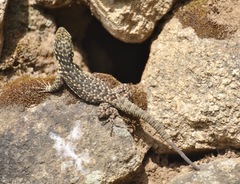 Stenocercus crassicaudatus