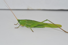 Neoconocephalus maxillosus