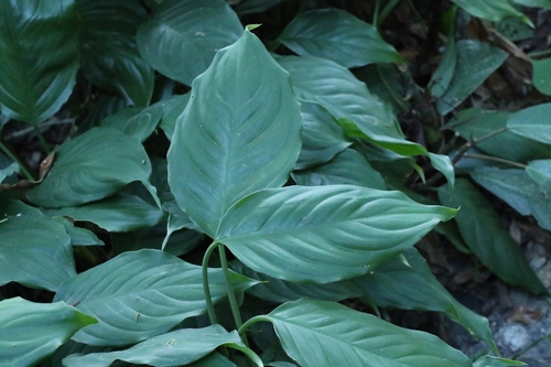 Chinese evergreen (Aglaonema modestum)