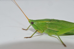 Neoconocephalus maxillosus