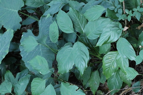 Aglaonema modestum, photograph 4