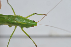 Neoconocephalus maxillosus