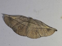 Xenomusa metallica