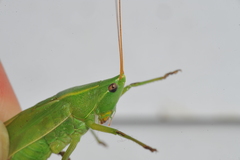 Neoconocephalus maxillosus