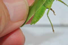 Neoconocephalus maxillosus