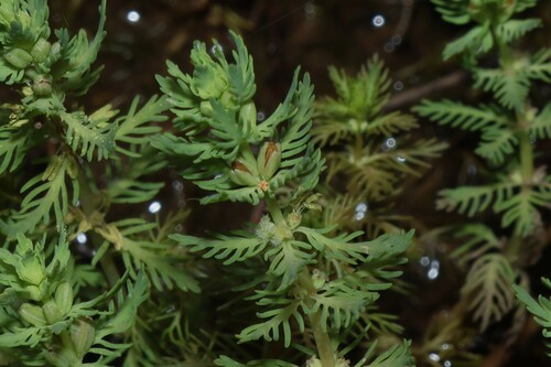Myriophyllum aquaticum
