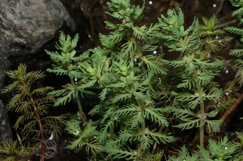Myriophyllum aquaticum