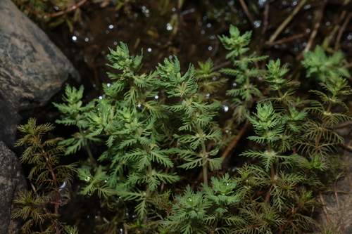 Myriophyllum aquaticum