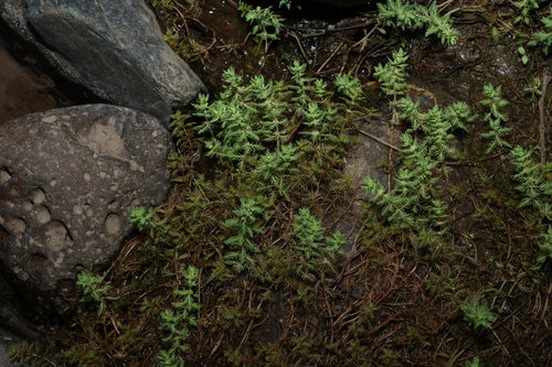 Myriophyllum aquaticum