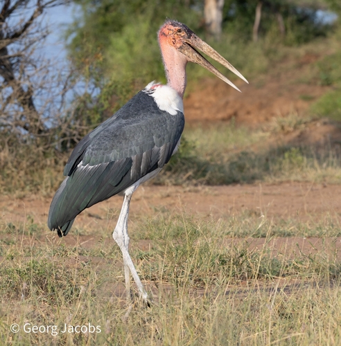 Marabou stork