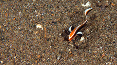 Plectorhinchus lessonii