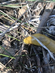 Ariolimax brachyphallus