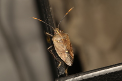 Omyta centrolineata