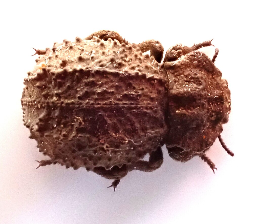 Amachla interrupta