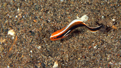 Plectorhinchus lessonii