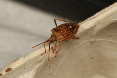 Poecilometis strigatus