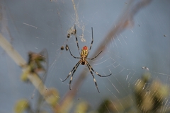 Trichonephila clavata