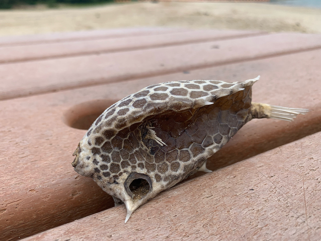 Cow (Lactoria diaphana) — Ostraciidae
