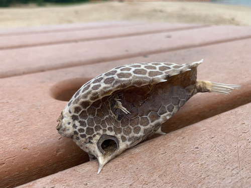 Cow (Lactoria diaphana) — Ostraciidae