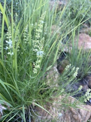 Ocimum angustifolium