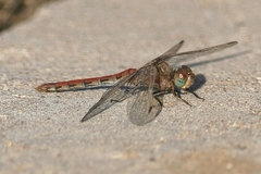 Anisoptera