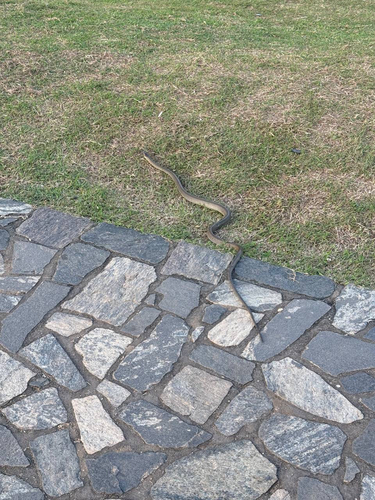 Oriental Rat Snake