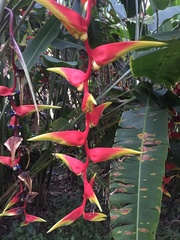 Heliconia platystachys