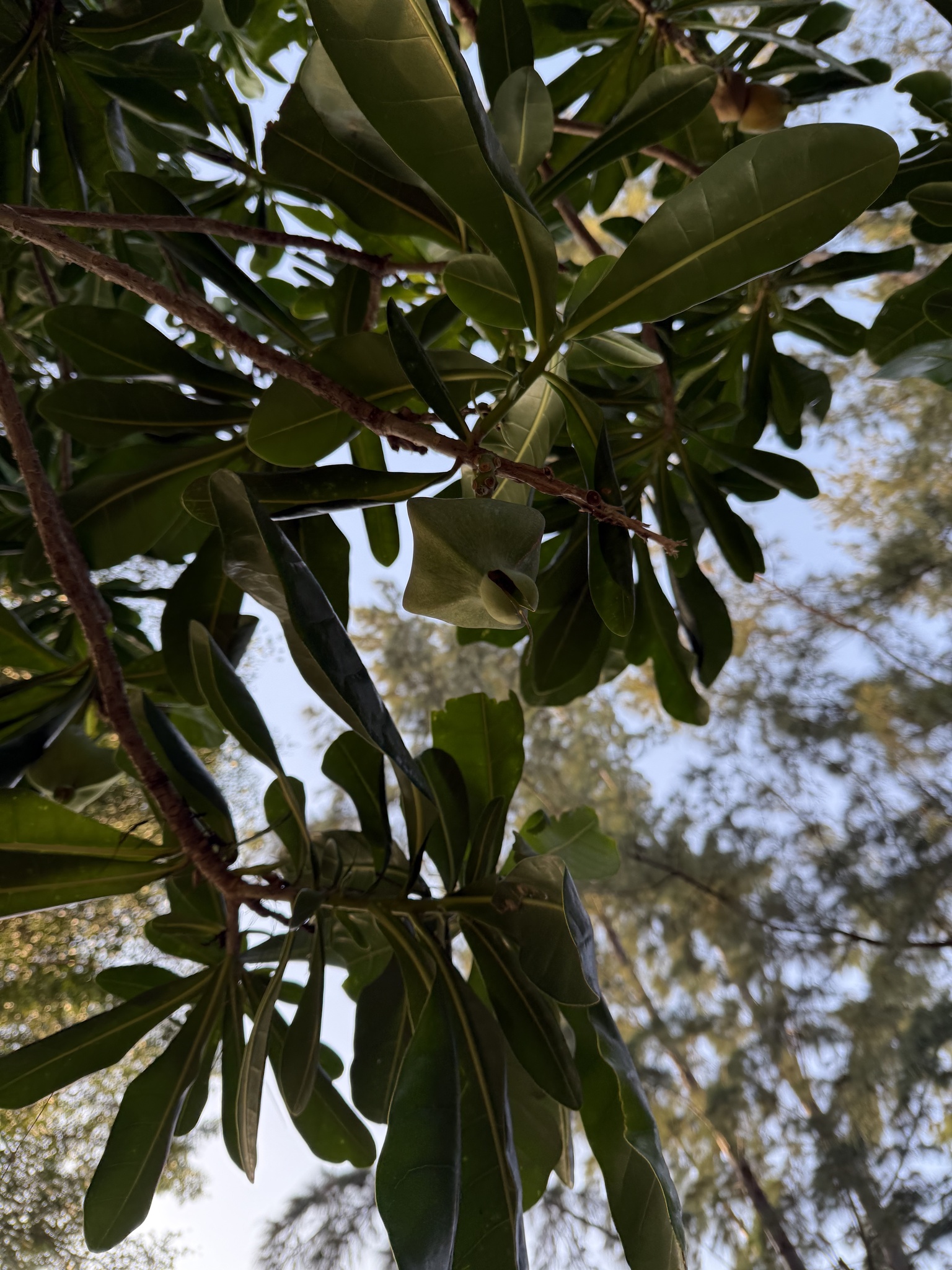 Barringtonia asiatica (Barringtonia asiatica)