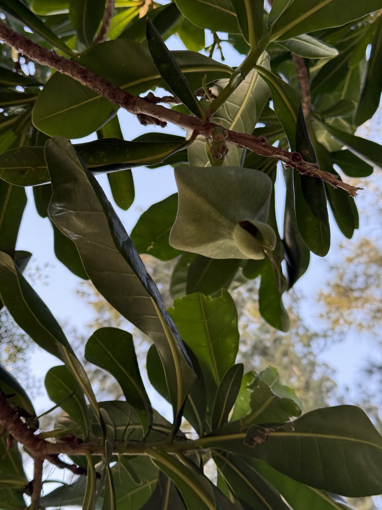 Barringtonia asiatica — ảnh 2
