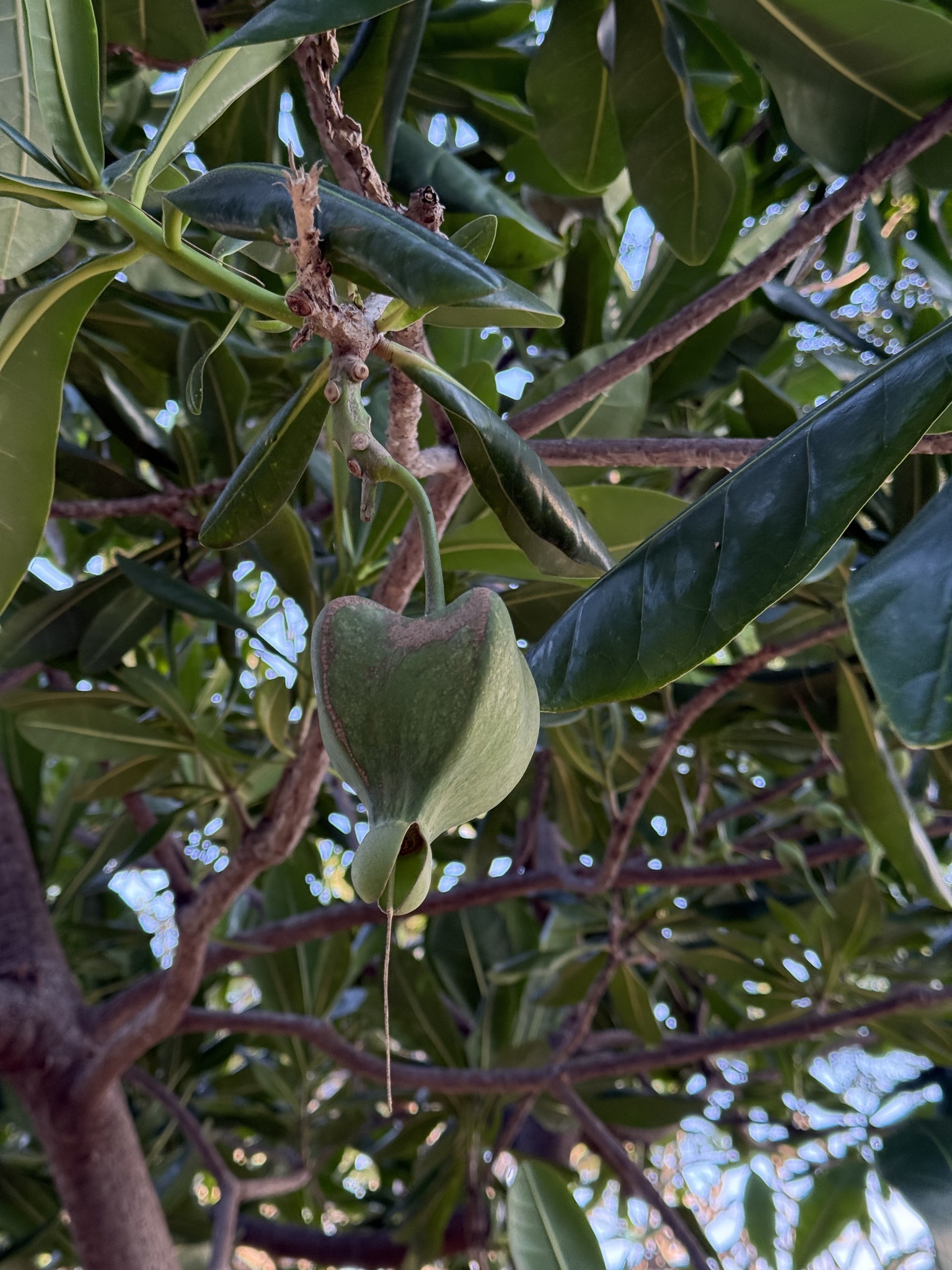 Barringtonia asiatica — ảnh 3