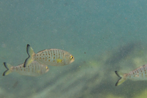 Australian salmon (Arripis truttacea) — Arripidae