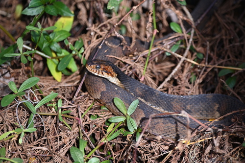 Banded Watersnake