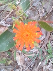Gomphrena arborescens