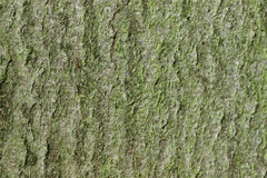 Opilio canestrinii