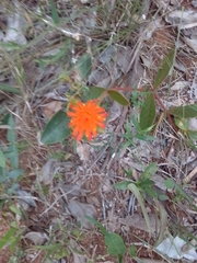 Gomphrena arborescens